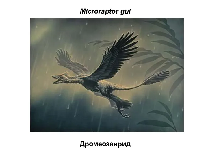 Microraptor gui Дромеозаврид