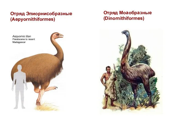 Отряд Эпиорнисобразные (Aepyornithiformes) Отряд Моаобразные (Dinornithiformes)