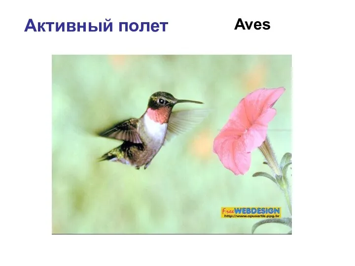 Активный полет Aves