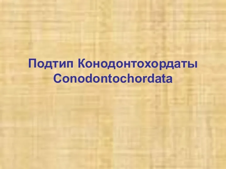 Подтип Конодонтохордаты Conodontochordata