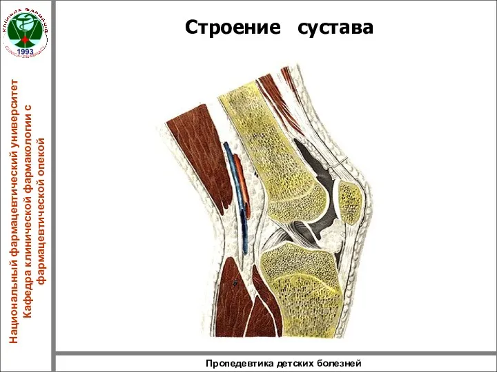 Пропедевтика детских болезней Строение сустава