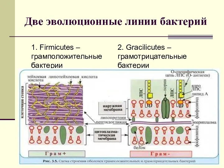 Две эволюционные линии бактерий 1. Firmicutes – грамположительные бактерии 2. Gracilicutes – грамотрицательные бактерии