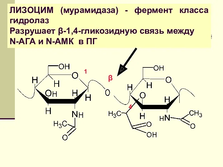 ЛИЗОЦИМ (мурамидаза) - фермент класса гидролаз Разрушает β-1,4-гликозидную связь между