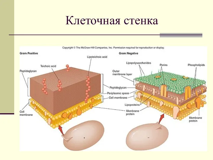 Клеточная стенка