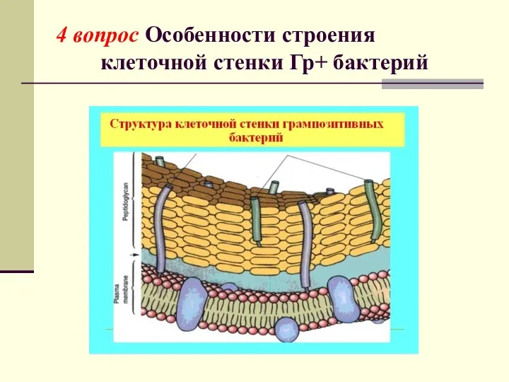 4 вопрос Особенности строения клеточной стенки Гр+ бактерий