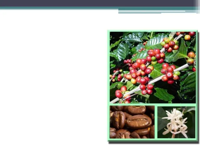 Кофейное дерево рода Coffea насчитывает более 30 видов, из которых только три культивируют