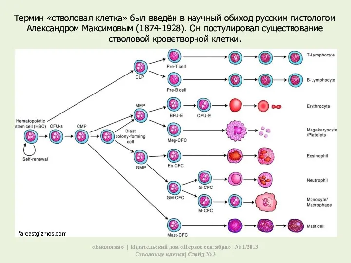 Термин «стволовая клетка» был введён в научный обиход русским гистологом