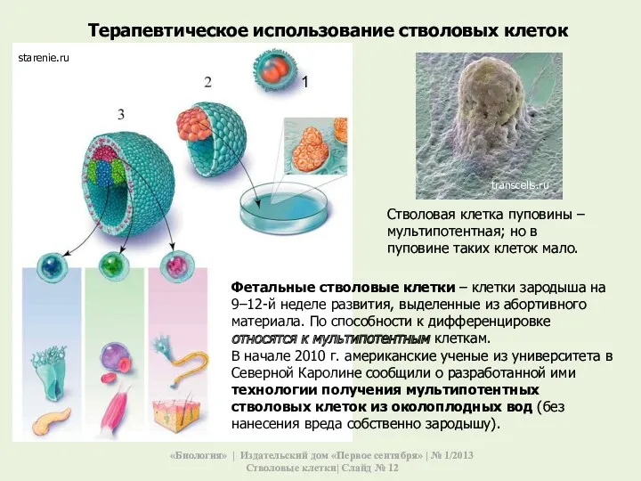 Терапевтическое использование стволовых клеток Фетальные стволовые клетки – клетки зародыша