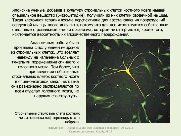 Японские ученые, добавив в культуру стромальных клеток костного мозга мышей