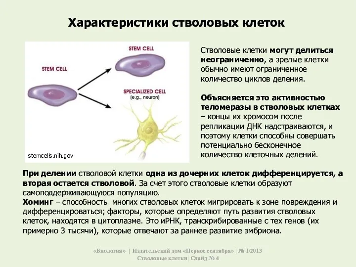 Стволовые клетки могут делиться неограниченно, а зрелые клетки обычно имеют