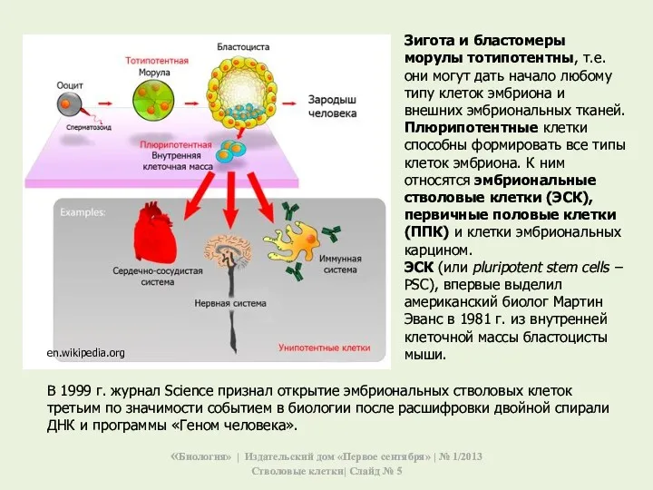 Зигота и бластомеры морулы тотипотентны, т.е. они могут дать начало