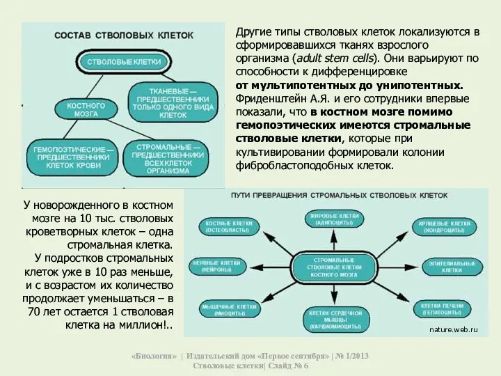 У новорожденного в костном мозге на 10 тыс. стволовых кроветворных