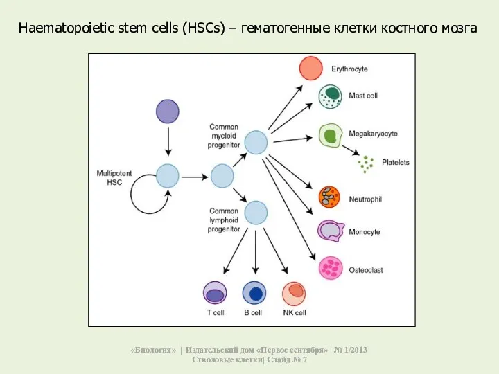 Нaematopoietic stem cells (HSCs) – гематогенные клетки костного мозга «Биология»