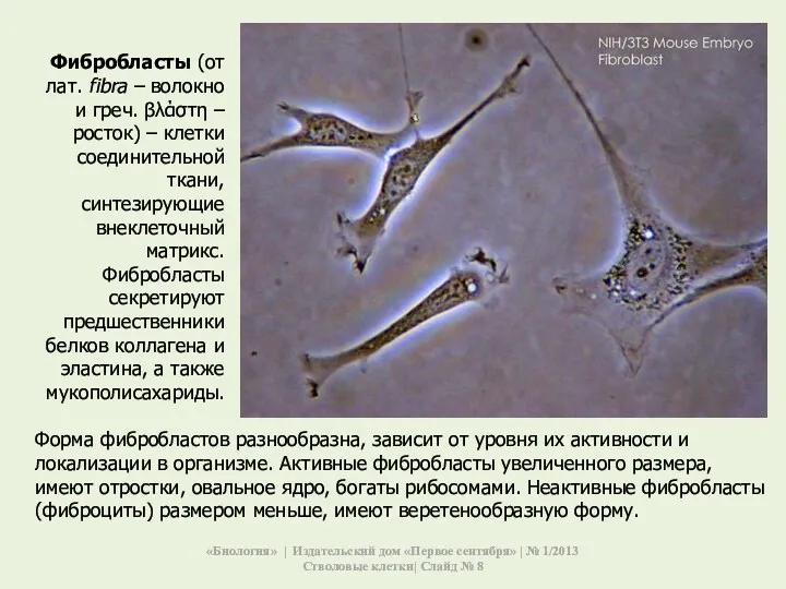 Фибробласты (от лат. fibra – волокно и греч. βλάστη –