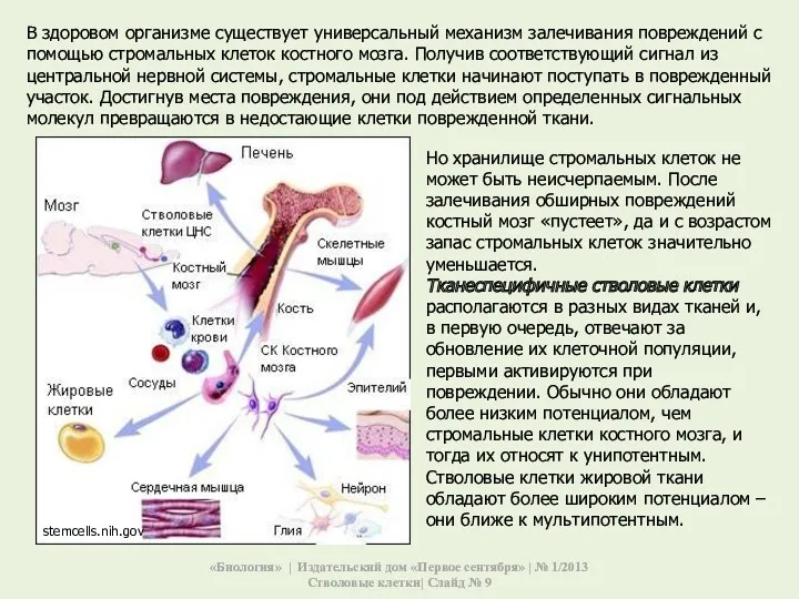 Но хранилище стромальных клеток не может быть неисчерпаемым. После залечивания