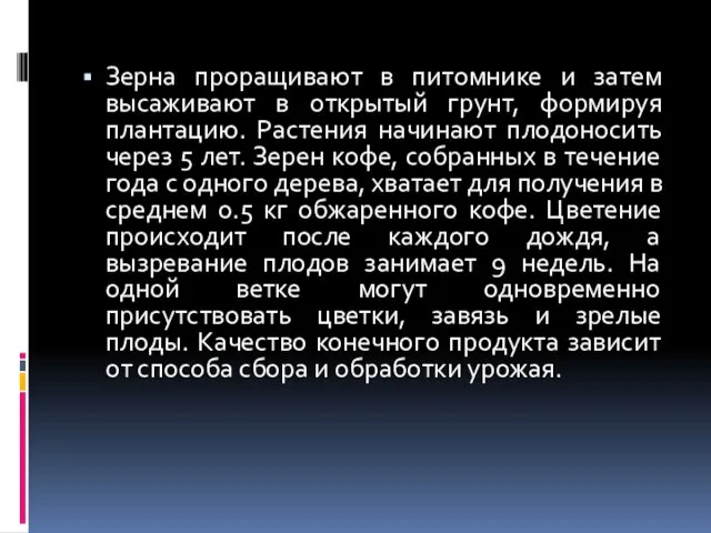 Зерна проращивают в питомнике и затем высаживают в открытый грунт,