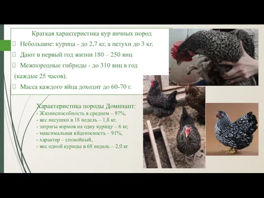 Краткая характеристика кур яичных пород Небольшие: курица - до 2,7 кг, а петухи