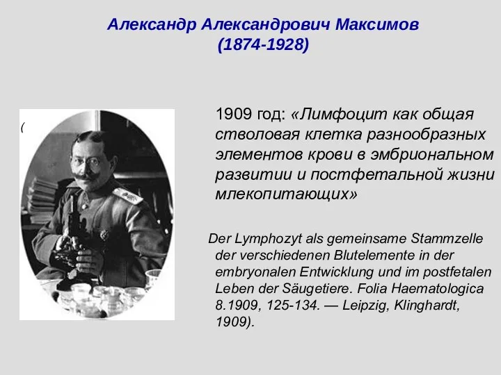 ( 1909 год: «Лимфоцит как общая стволовая клетка разнообразных элементов крови в эмбриональном