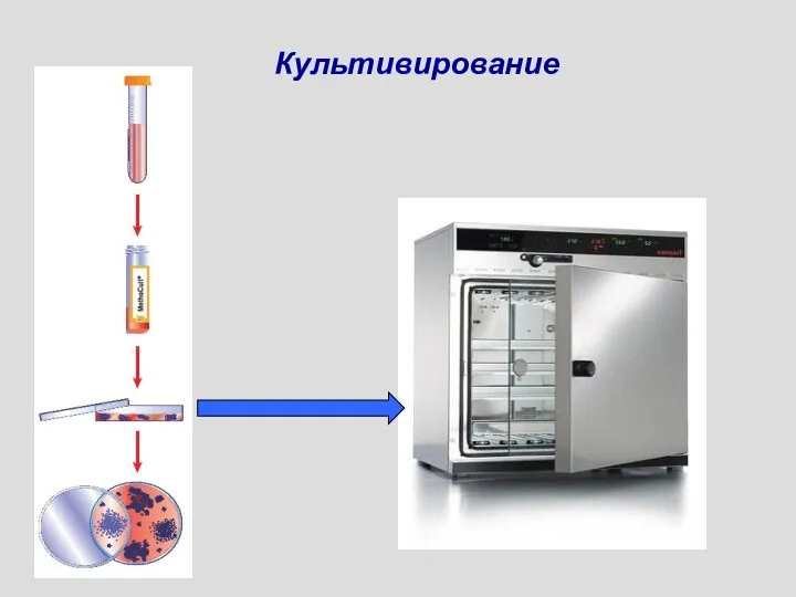 Культивирование