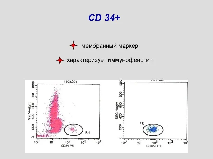 CD 34+ мембранный маркер характеризует иммунофенотип