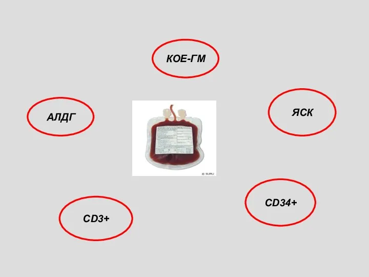 ЯСК CD34+ CD3+ КОЕ-ГМ АЛДГ