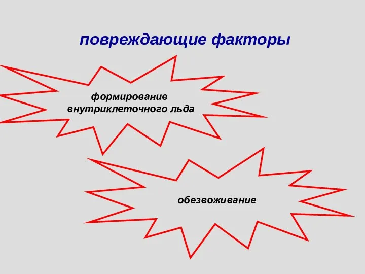 повреждающие факторы формирование внутриклеточного льда обезвоживание