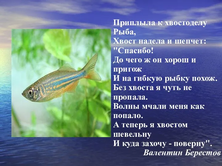 Приплыла к хвостоделу Рыба, Хвост надела и шепчет: "Спасибо! До