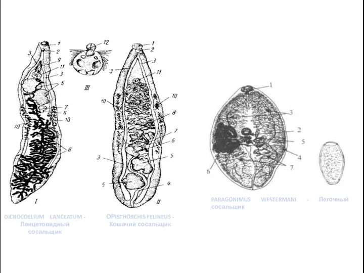 DICROCOELIUM LANCEATUM - Ланцетовидный сосальщик ОРISTHORCHIS FELINEUS - Кошачий сосальщик PARAGONIMUS WESTERMANI - Легочный сосальщик