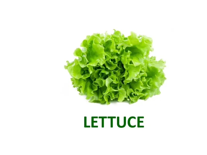 LETTUCE