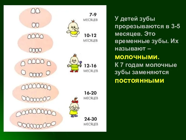 У детей зубы прорезываются в 3-5 месяцев. Это временные зубы.