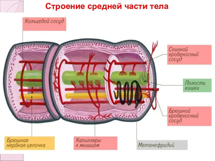 Строение средней части тела