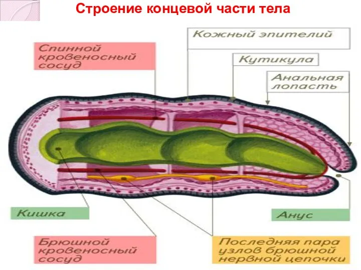 Строение концевой части тела