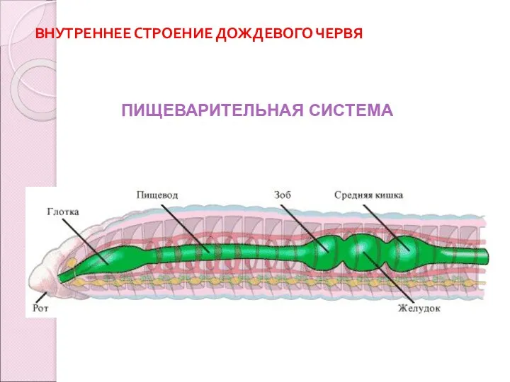 ВНУТРЕННЕЕ СТРОЕНИЕ ДОЖДЕВОГО ЧЕРВЯ ПИЩЕВАРИТЕЛЬНАЯ СИСТЕМА