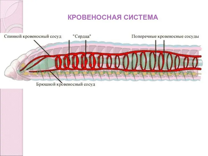 КРОВЕНОСНАЯ СИСТЕМА