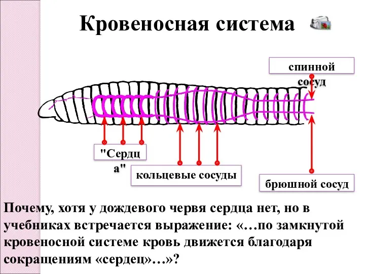 Кровеносная система Почему, хотя у дождевого червя сердца нет, но в учебниках встречается