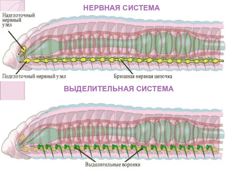 НЕРВНАЯ СИСТЕМА ВЫДЕЛИТЕЛЬНАЯ СИСТЕМА