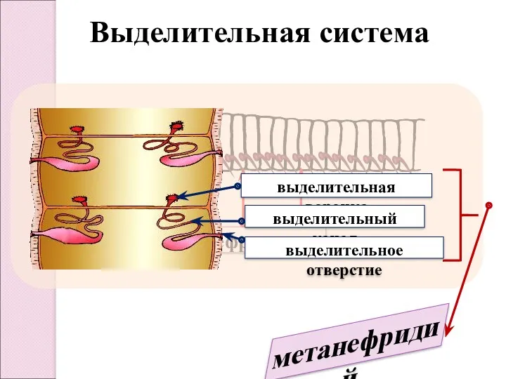 Выделительная система