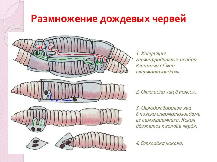 Размножение дождевых червей