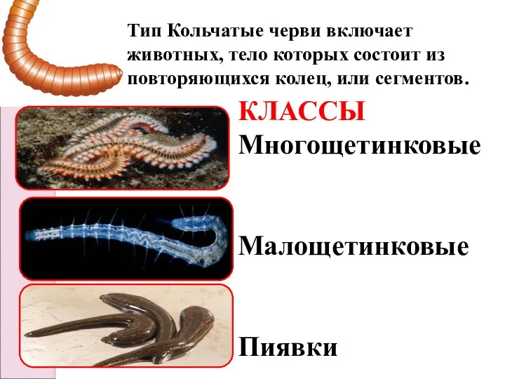 Тип Кольчатые черви включает животных, тело которых состоит из повторяющихся колец, или сегментов.