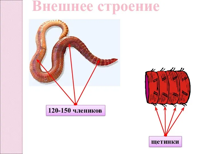 Внешнее строение