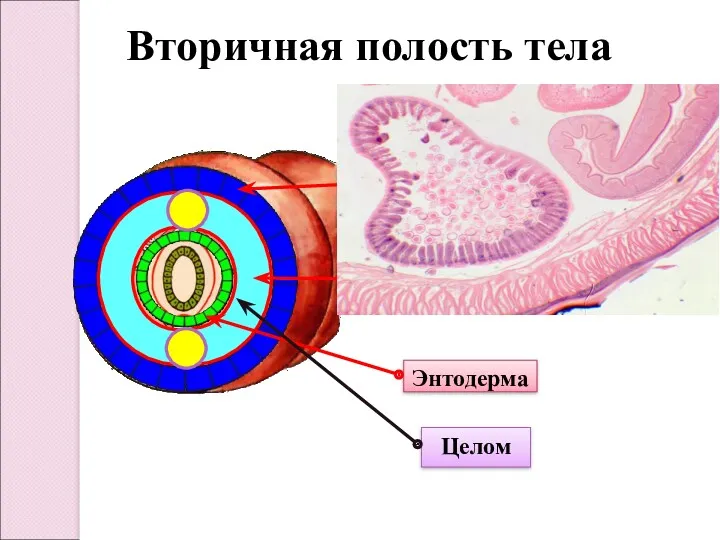 Вторичная полость тела