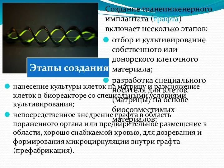 Создание тканеинженерного имплантата (графта) включает несколько этапов: отбор и культивирование собственного или донорского