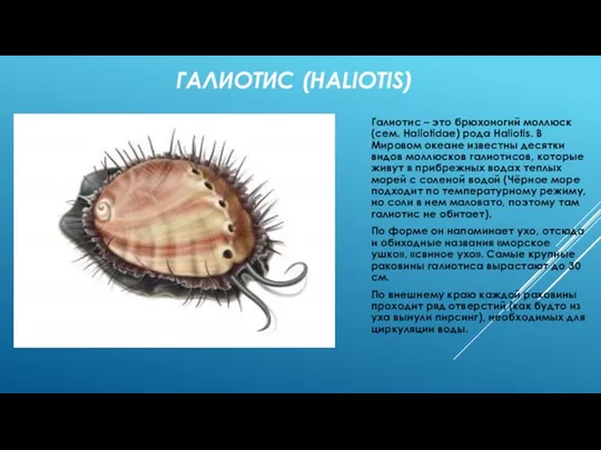 ГАЛИОТИС (HALIOTIS) Галиотис – это брюхоногий моллюск (сем. Haliotidae) рода