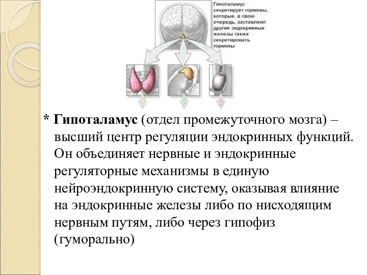 * Гипоталамус (отдел промежуточного мозга) – высший центр регуляции эндокринных