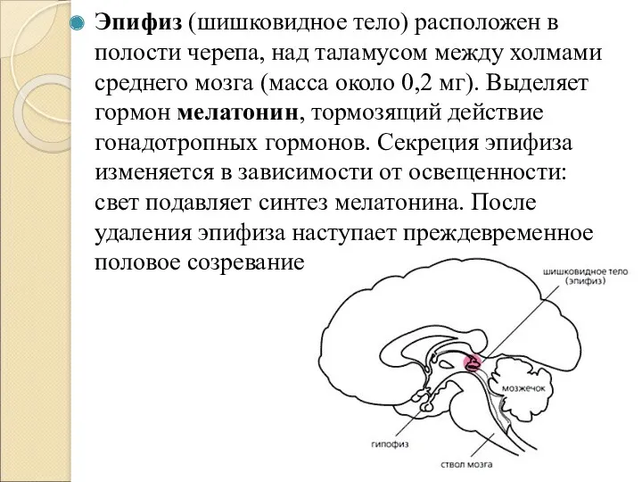 Эпифиз (шишковидное тело) расположен в полости черепа, над таламусом между