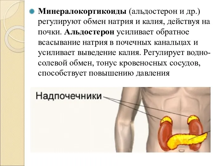 Минералокортикоиды (альдостерон и др.) регулируют обмен натрия и калия, действуя