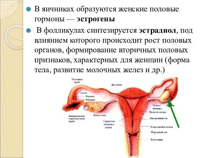 В яичниках образуются женские половые гормоны — эстрогены В фолликулах