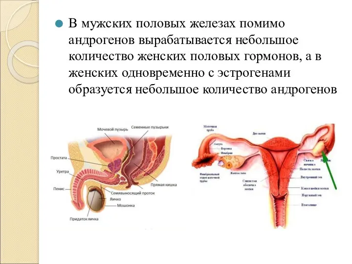 В мужских половых железах помимо андрогенов вырабатывается небольшое количество женских