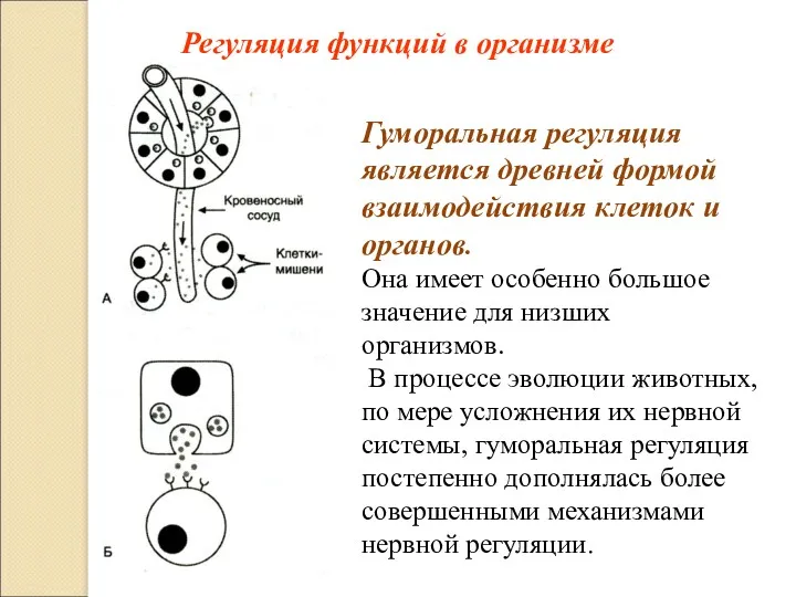 Регуляция функций в организме Гуморальная регуляция является древней формой взаимодействия