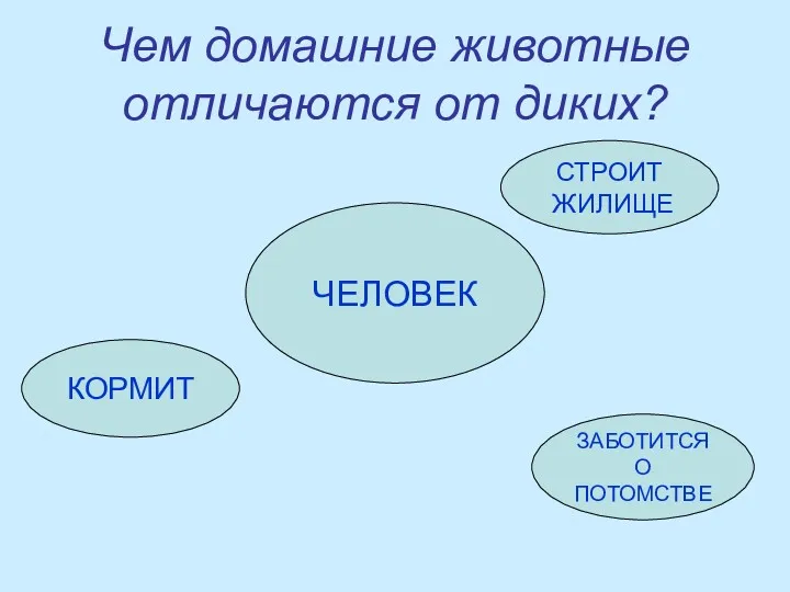 Чем домашние животные отличаются от диких? ЧЕЛОВЕК КОРМИТ СТРОИТ ЖИЛИЩЕ ЗАБОТИТСЯ О ПОТОМСТВЕ